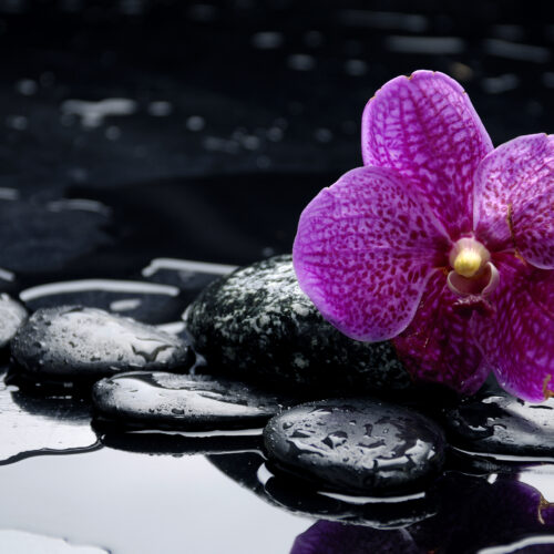 still life with pebble and orchid with water drops